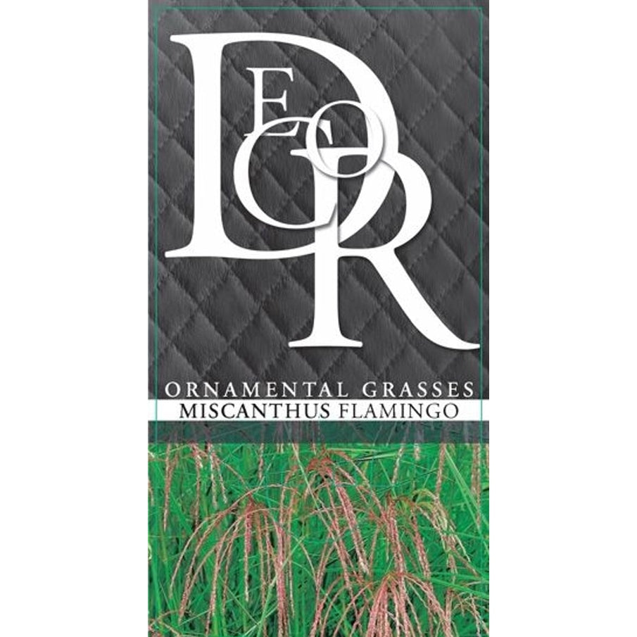 Glansmiskantus – Miscanthus sinensis 'Flamingo' - C10